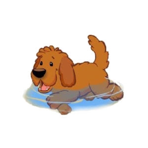 Ginger the Paddling Labradoodle